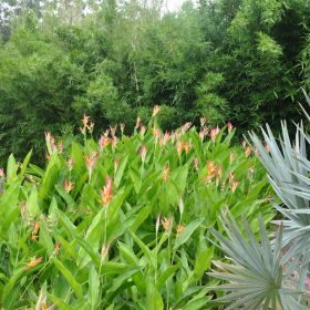 Heliconia psittacorum Sassy