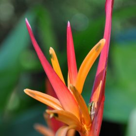 Heliconia psittacorum St. Vincent Red