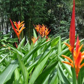 Heliconia psittacorum St. Vincent Red