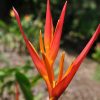 Heliconia psittacorum St. Vincent Red