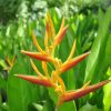 Heliconia psittacorum x marginata Nickeriensis