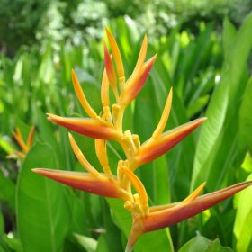Heliconia psittacorum x marginata Nickeriensis