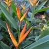 Heliconia psittacorum x marginata Nickeriensis