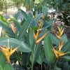 Heliconia psittacorum x marginata Nickeriensis