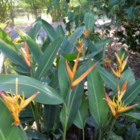 Heliconia psittacorum x marginata Nickeriensis