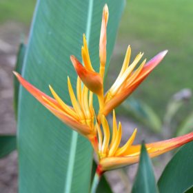 Heliconia psittacorum x marginata Nickeriensis