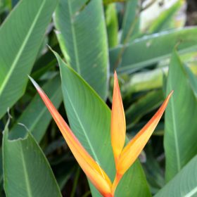 Heliconia psittacorum x marginata Nickeriensis