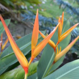 Heliconia psittacorum x marginata Nickeriensis