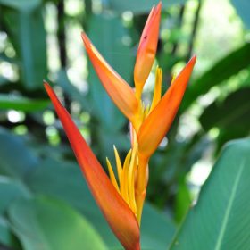 Heliconia psittacorum x spathocircinata Daintree