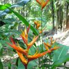 Heliconia psittacorum x spathocircinata Daintree