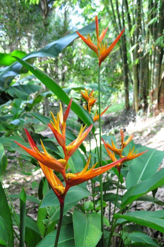Cây Cảnh Nhà Xanh