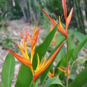Heliconia psittacorum x spathocircinata Daintree