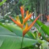Heliconia psittacorum x spathocircinata Daintree