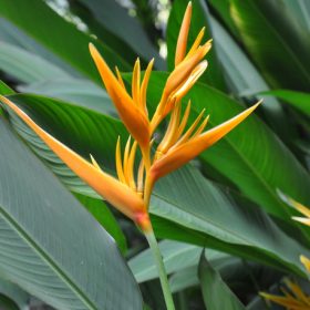 Heliconia psittacorum x spathocircinata Golden Torch