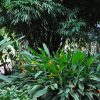 Heliconia psittacorum x spathocircinata Golden Torch
