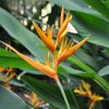 Heliconia psittacorum x spathocircinata Golden Torch