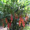 Heliconia rostrata Parrots Beak