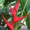 Heliconia stricta Bucky