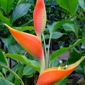 Heliconia stricta Dimples