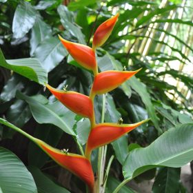 Heliconia stricta Dimples