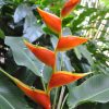 Heliconia stricta Dimples