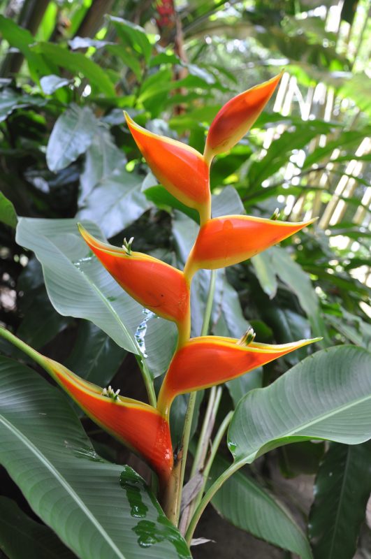 Cây Cảnh Nhà Xanh