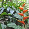 Heliconia stricta Dimples