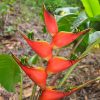 Heliconia stricta Esmeralda