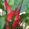 Heliconia stricta Jamaica Dwarf
