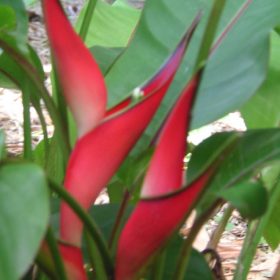 Heliconia stricta Jamaica Dwarf