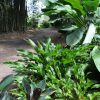 Heliconia stricta Jamaica Dwarf