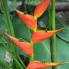 Heliconia stricta Tagami