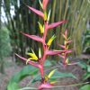 Heliconia subulata