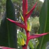 Heliconia subulata