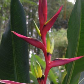 Heliconia subulata