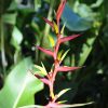 Heliconia subulata