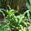Heliconia subulata