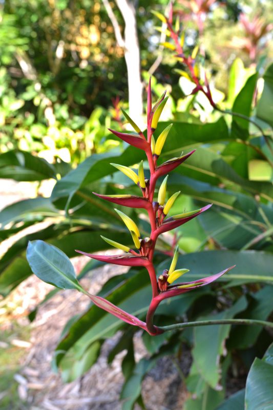 Cây Cảnh Nhà Xanh