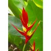 Heliconia subulata Thaysiana