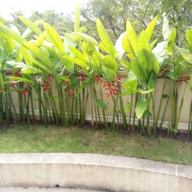cay chuoi phao