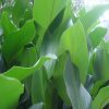 cay dong bac