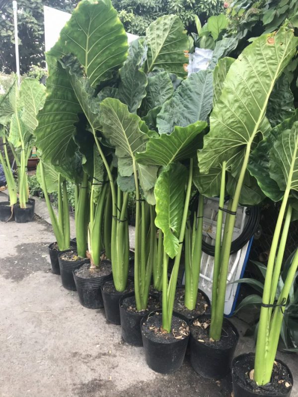 Cây Cảnh Nhà Xanh