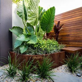 cay ray voi