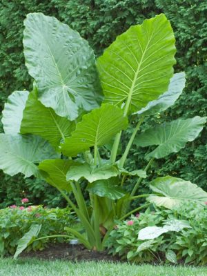 Cây ráy voi - Alocasia odora
