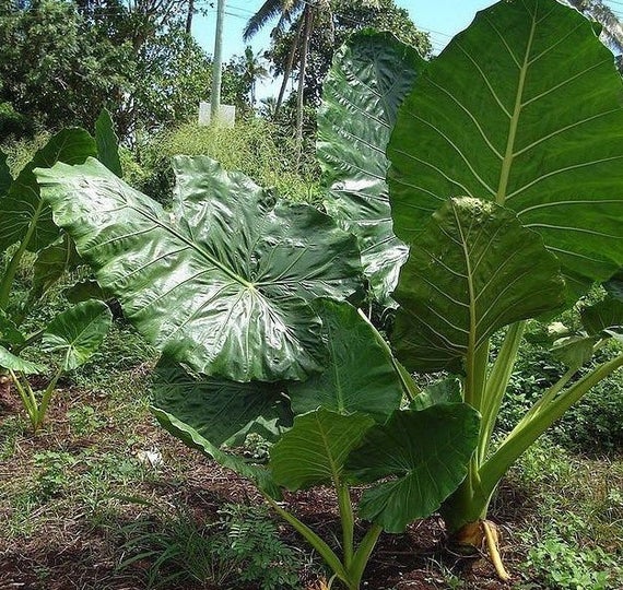 Cây ráy voi - Alocasia odora - Ảnh 3