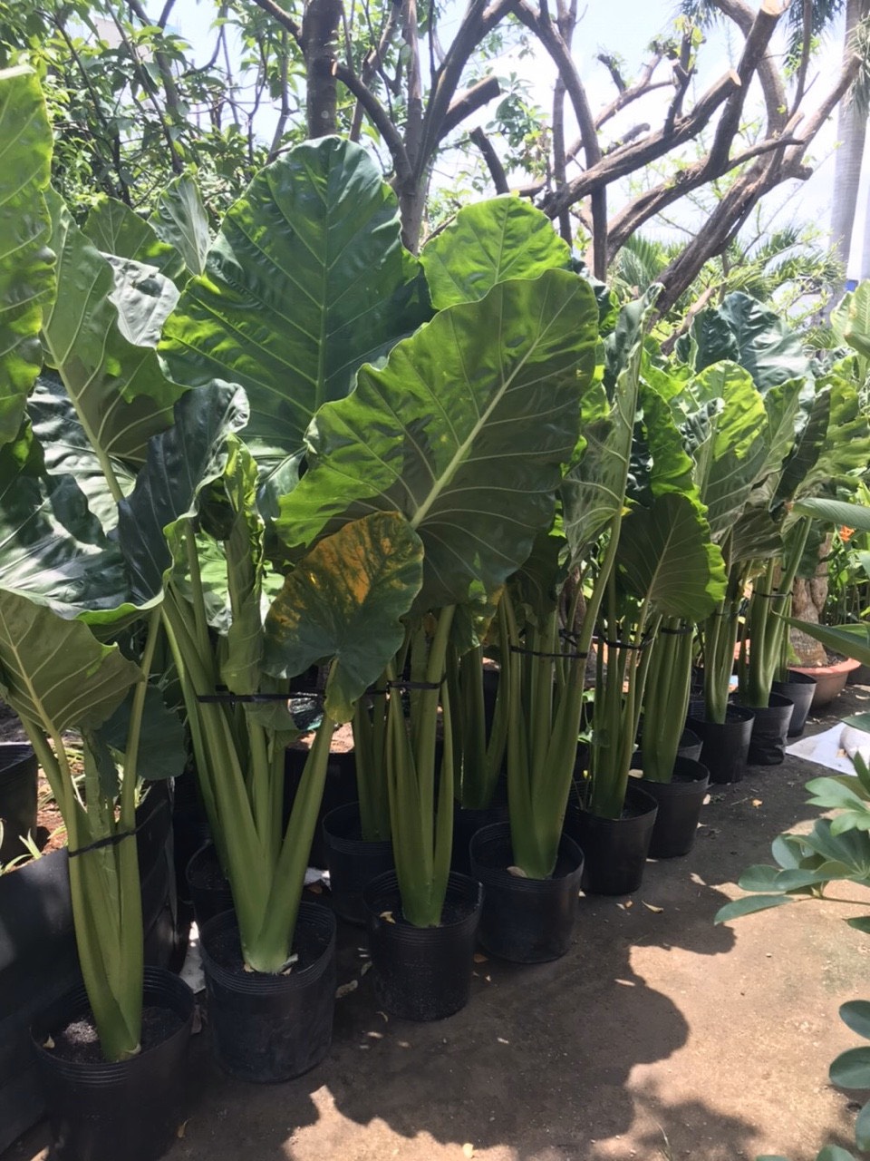 Cây ráy voi - Alocasia odora - Ảnh 2
