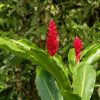 cay rieng tia