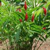 cay rieng tia