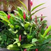 cay rieng tia