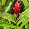 cay rieng tia